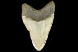 Fossil Megalodon Tooth - North Carolina #109559-2